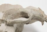 Fossil Squirrel-Like Mammal (Ischyromys) Skull - Wyoming #197366-3